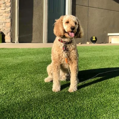 Artificial Grass for Pets & Dogs in Memphis